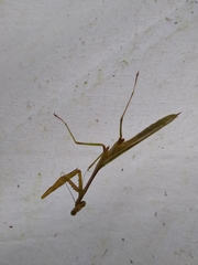 Stagmomantis theophila