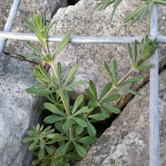 Galium aparine
