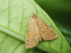 Ecpyrrhorrhoe damastesalis