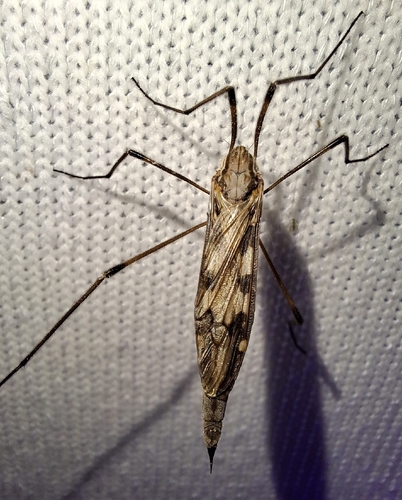 Unknown species found near Woodworth, LA 71485, USA