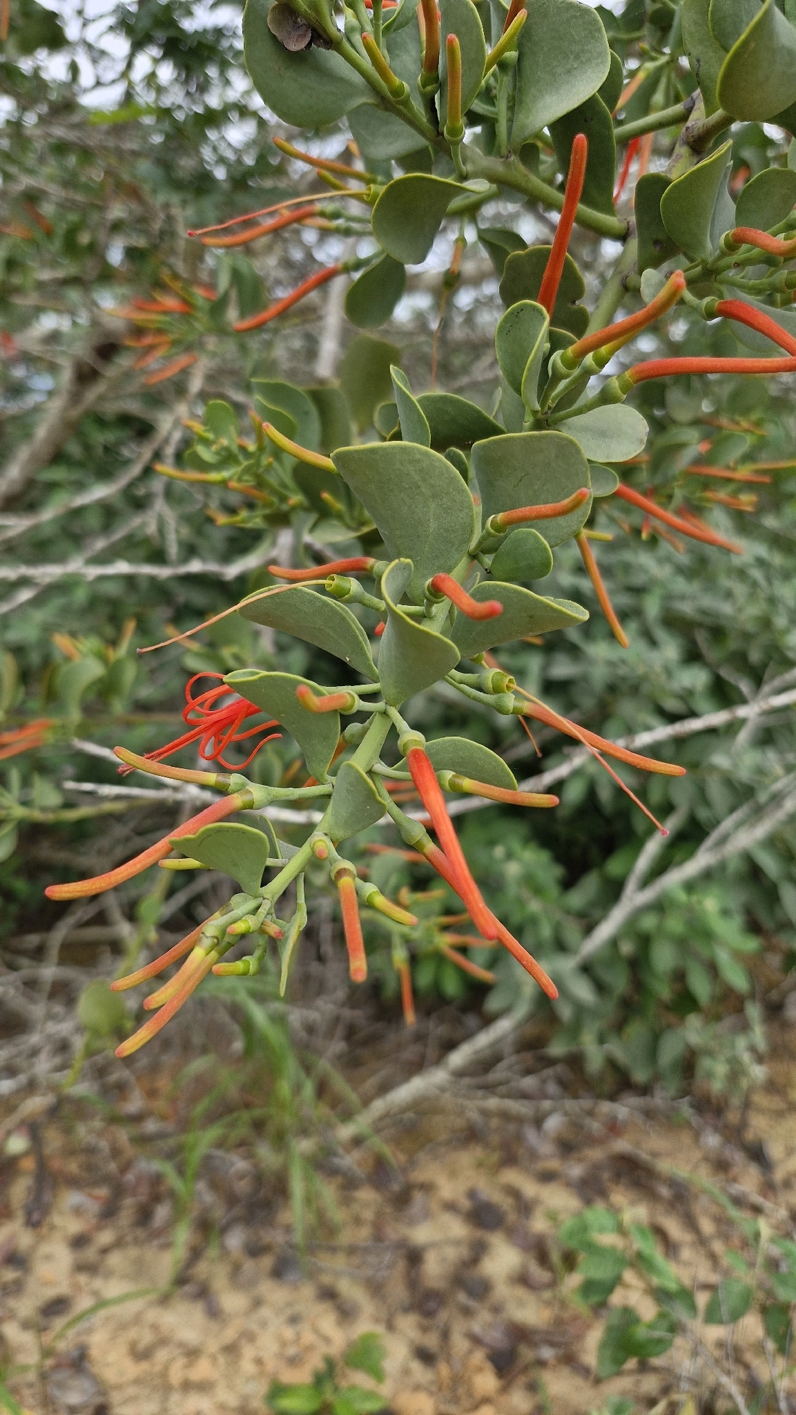 Ligaria teretiflora