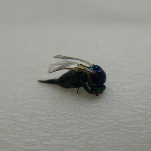 Ormyridae