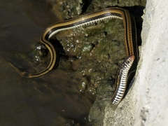 Xenochrophis vittatus