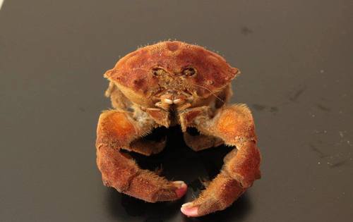 Dromia personata