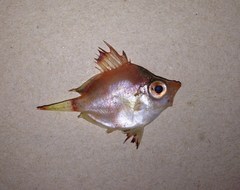 Boarfish photo 5