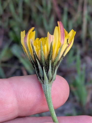 marsh microseris (Microseris paludosa)