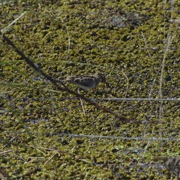 Pantanal Snipe (Gallinago paraguaiae), photo 3