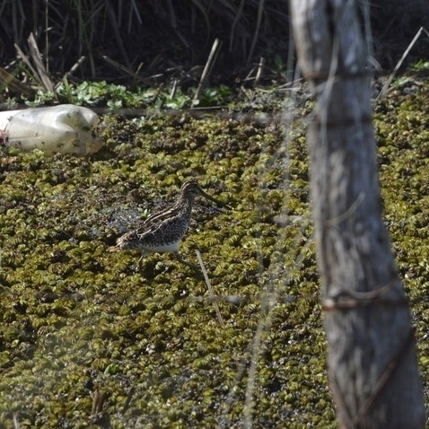 Pantanal Snipe (Gallinago paraguaiae), photo 4