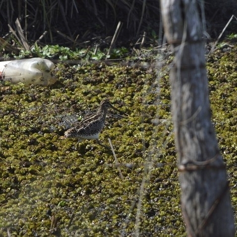 Pantanal Snipe (Gallinago paraguaiae), photo 4