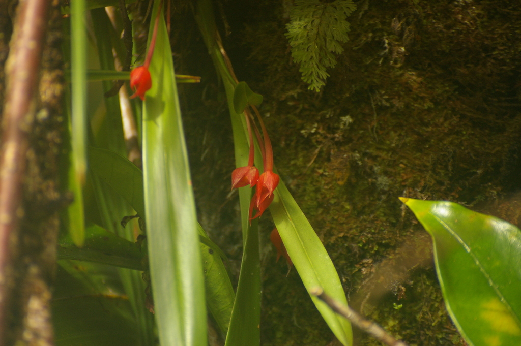 Maxillaria coccinea; photograph author not stated, no rights reserved