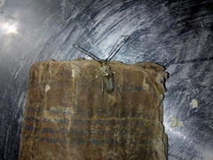 Gnaphalodes trachyderoides