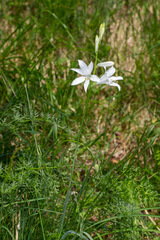 Paradisea liliastrum