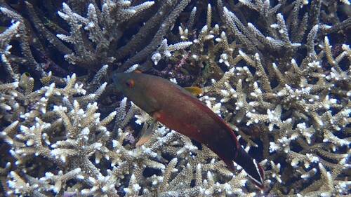 Banded-tail coral-cod (Cephalopholis urodeta) — Serranidae — 2