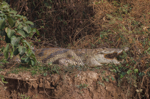 West African Crocodile