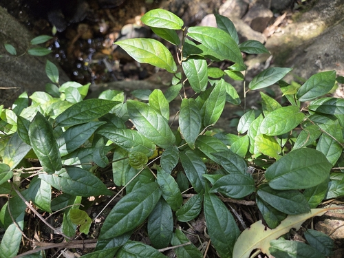 Ficus hederacea observed 2026-03-14