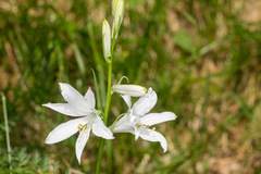 Paradisea liliastrum