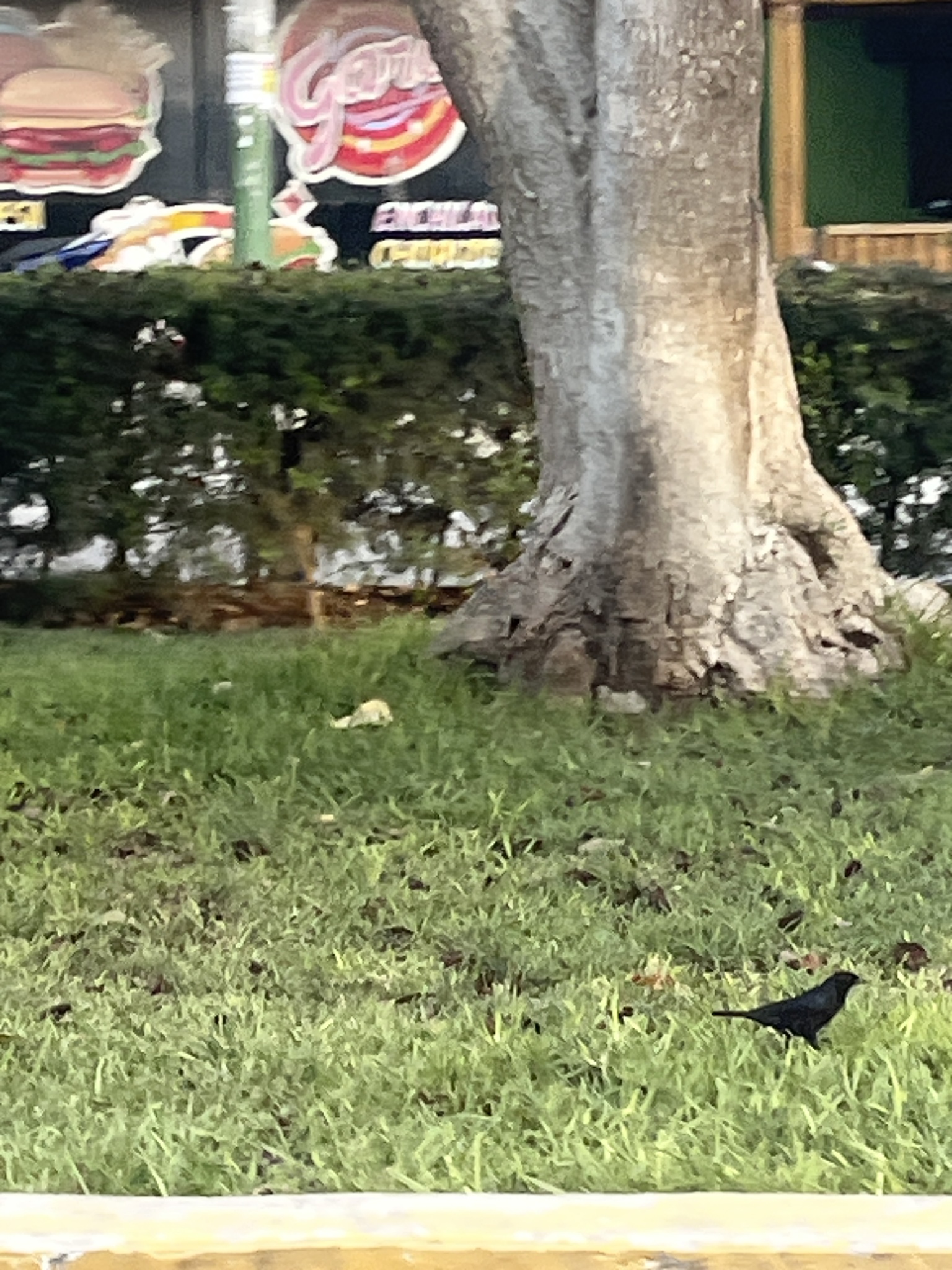 Scrub Blackbird (Dives warczewiczi), photo 8