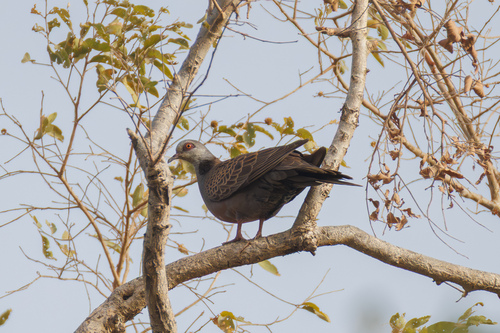 Adamawa Turtle-Dove