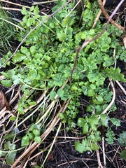 Chelidonium majus