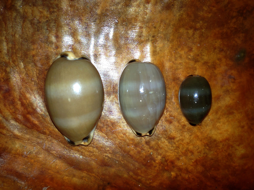 Luria lurida