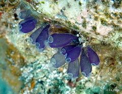 Clavelina puertosecensis