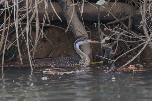 iNaturalist image