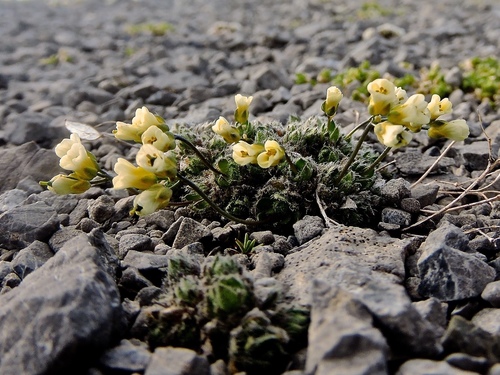 Engadine Whitlow-grass (Draba ladina)