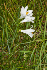 Paradisea liliastrum