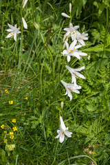 Paradisea liliastrum