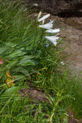 Paradisea liliastrum