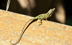 Anolis solitarius