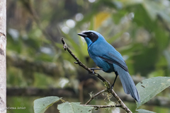 Turquoise Jay photo 1