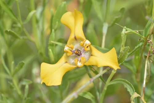 Herbert's goblet flower (Cypella herbertii)