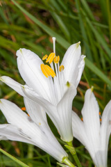 Paradisea liliastrum