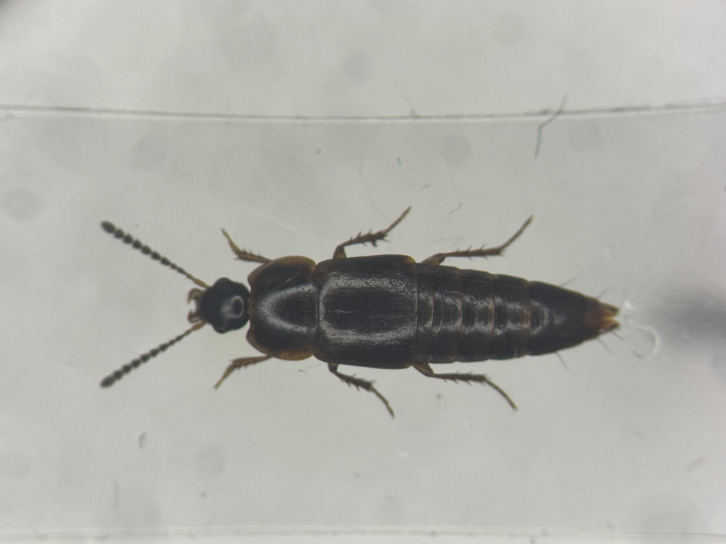 Tachinus frigidus