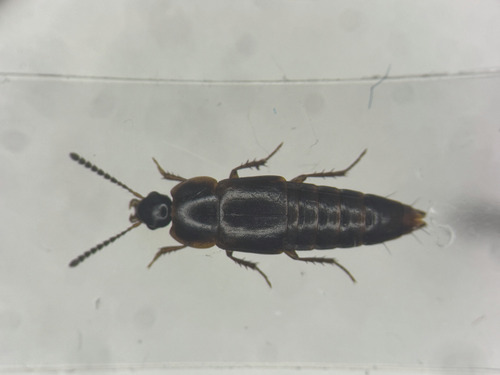 Tachinus frigidus