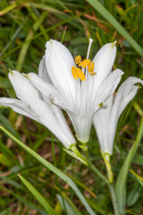 Paradisea liliastrum