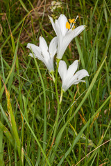 Paradisea liliastrum