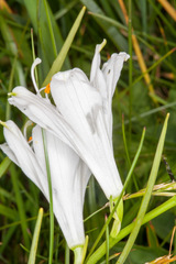 Paradisea liliastrum