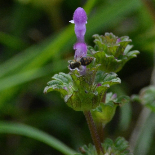 Unknown species found near Travelers Rest, SC 29690, USA