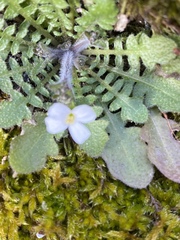 Arabidopsis arenosa arenosa