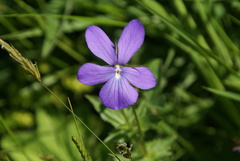 Viola cornuta