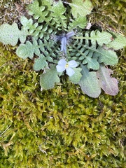 Arabidopsis arenosa arenosa