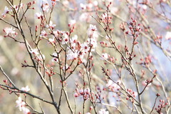 Prunus