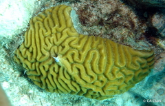 Pseudodiploria strigosa