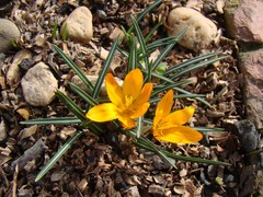 Crocus olivieri balansae