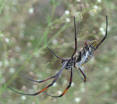 Trichonephila inaurata