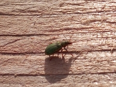 Pachyrhinus lethierryi