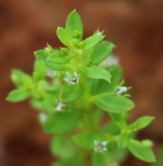 Lysimachia ovalis