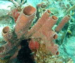 Callyspongia aculeata